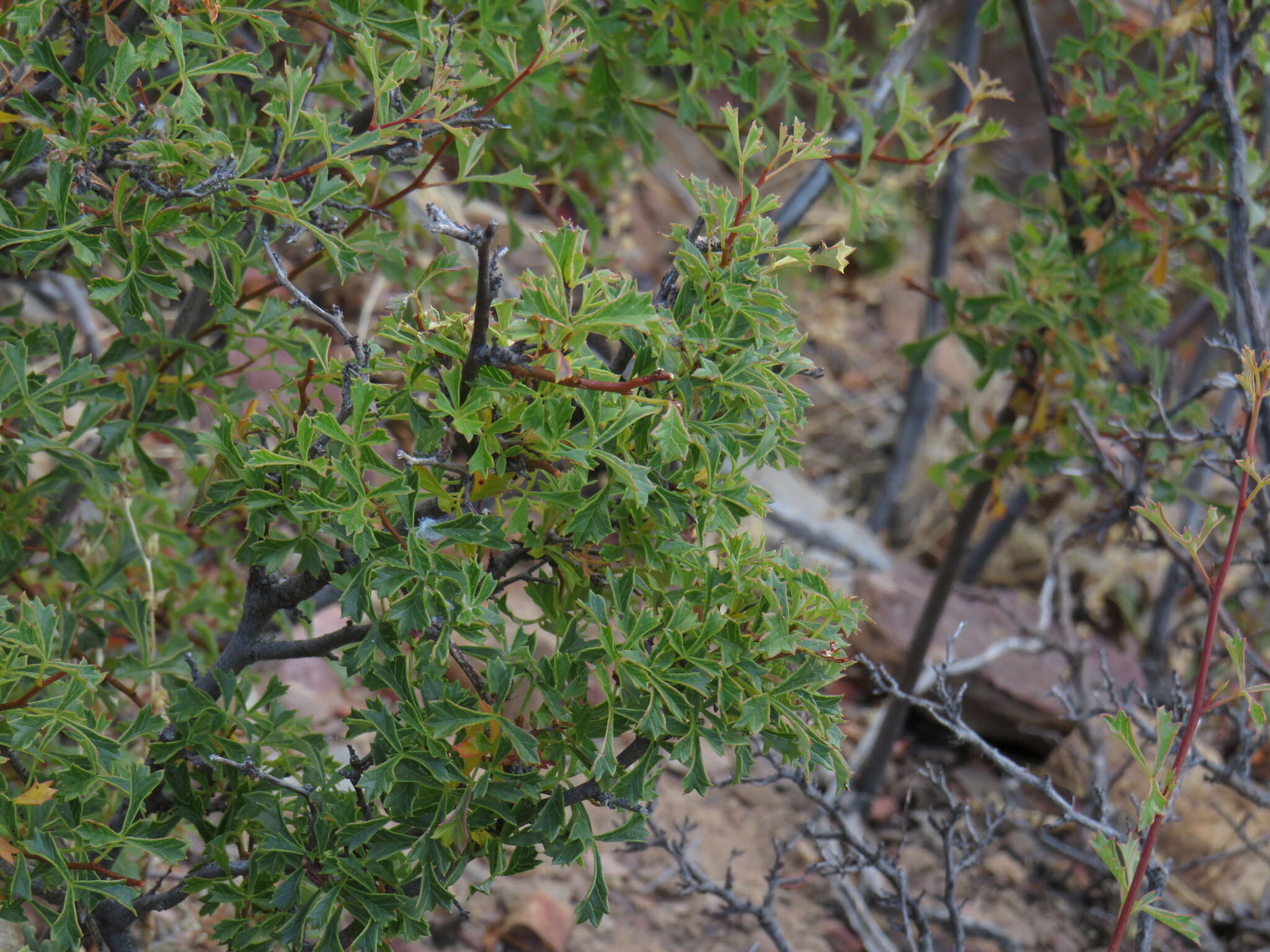 Image of Searsia dissecta (Thunb.) Moffett