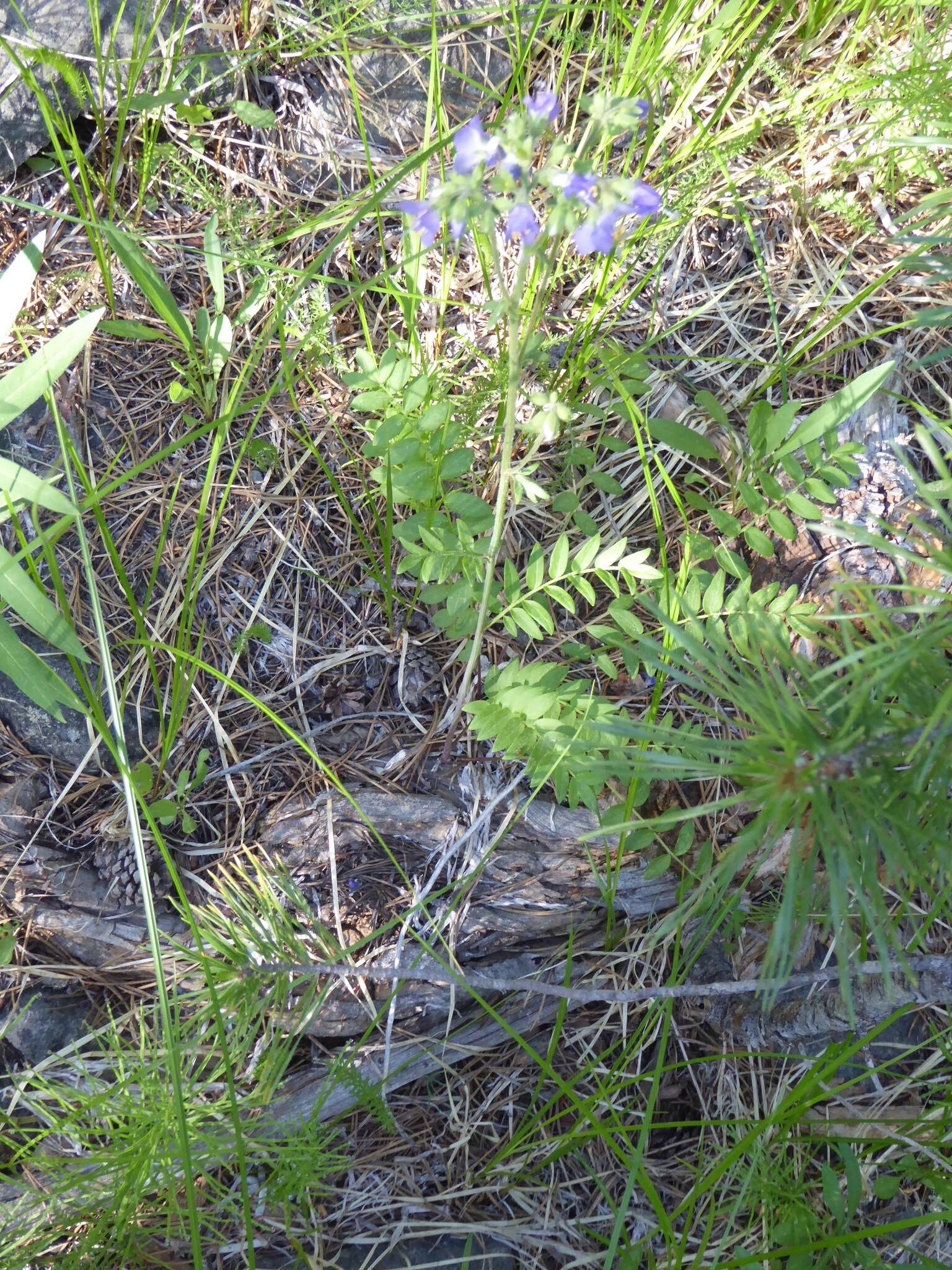 Image of western polemonium