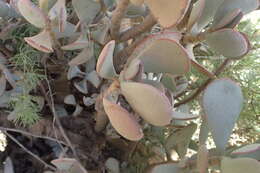 Image of Crassula arborescens subsp. arborescens