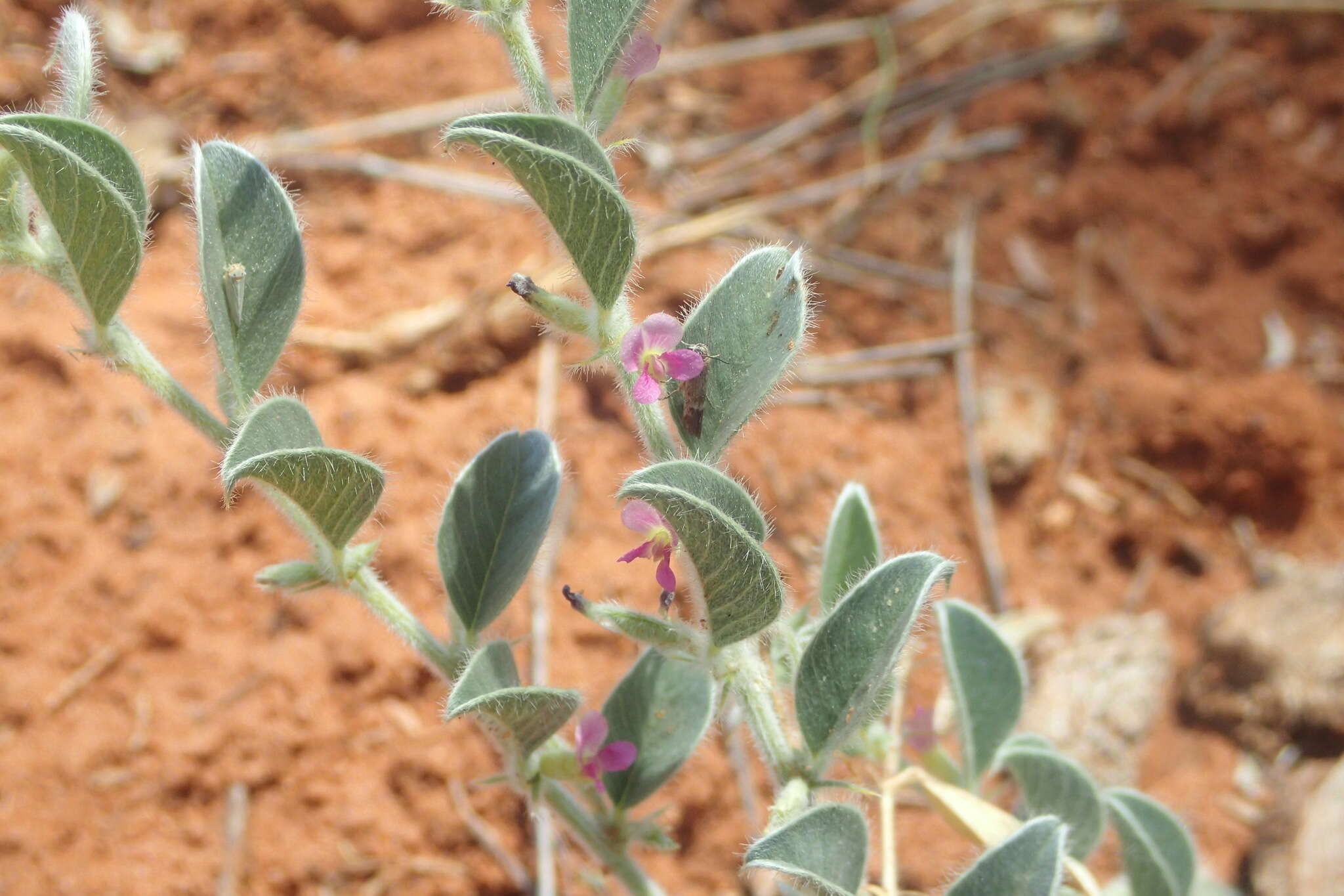 Image of Requienia sphaerosperma DC.