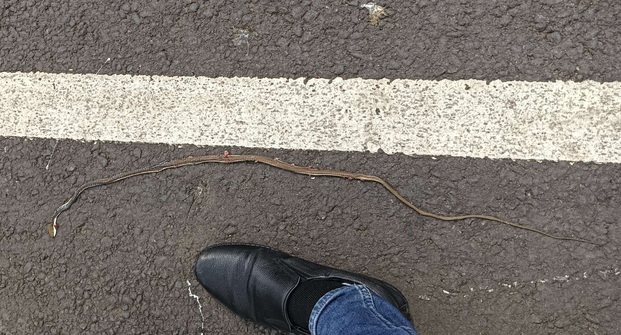 Image of Giri's Bronzeback Tree Snake