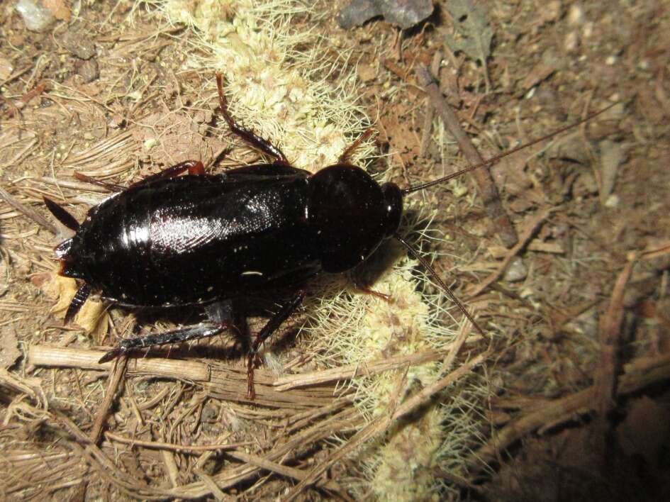 Image of Yamato Cockroach