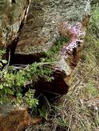 Image of Thorncroftia longiflora N. E. Br.