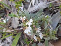 Imagem de Scaevola canescens Benth.