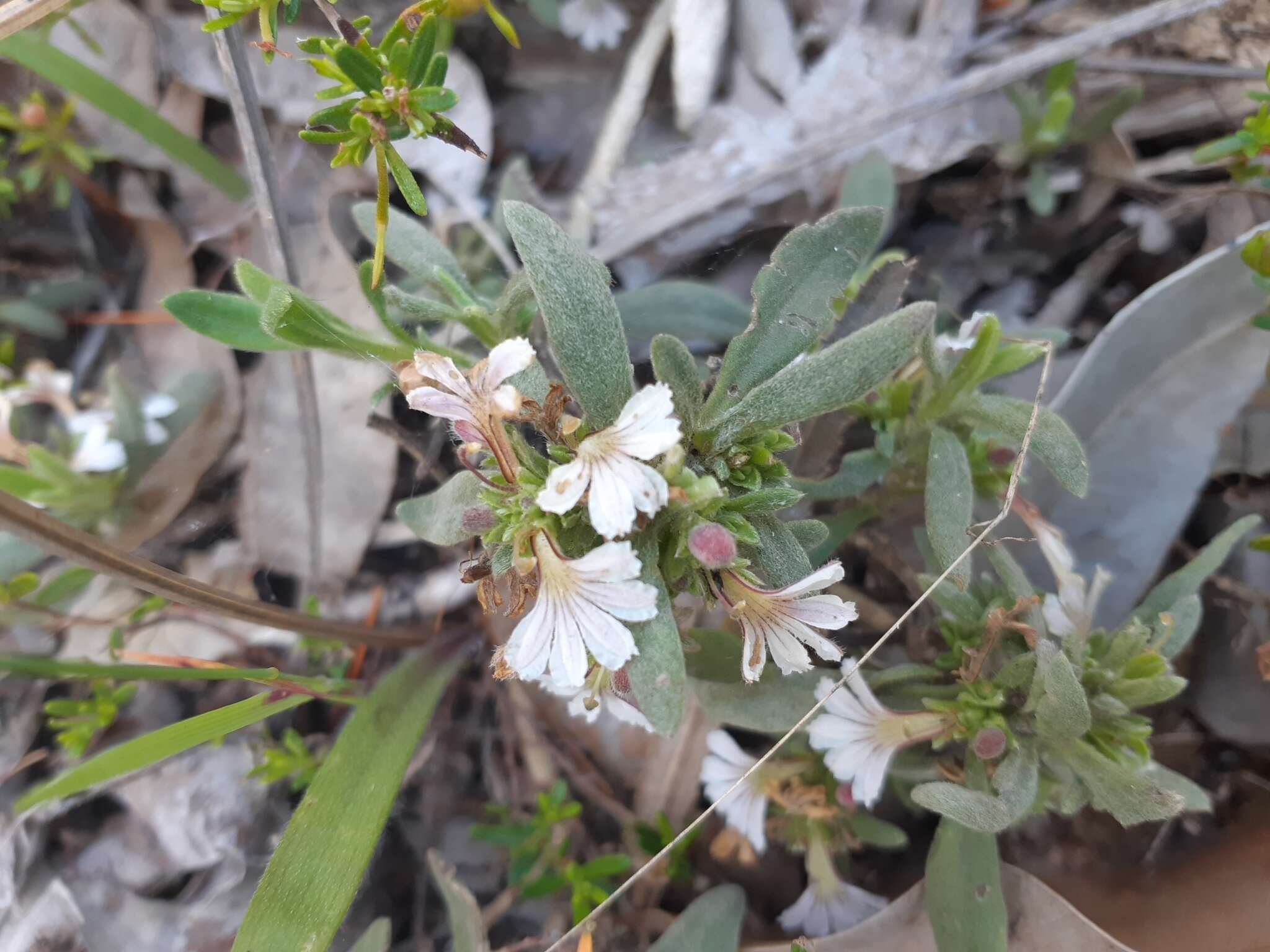 Image of Scaevola canescens Benth.