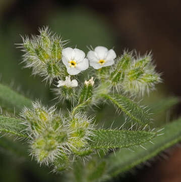 Image of Johnstonella inaequata A. Brand