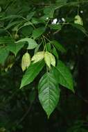 Staphylea holocarpa Hemsl.的圖片