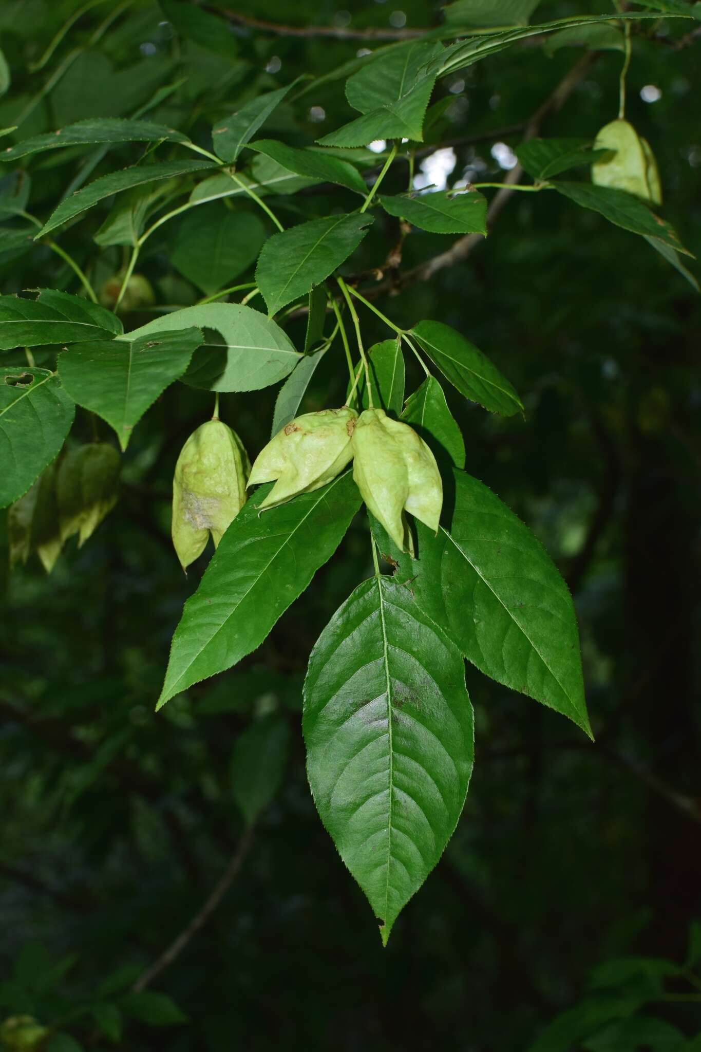 Image de Staphylea holocarpa Hemsl.