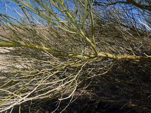 Image of Cercidium floridum