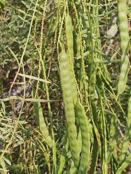 Image of honey mesquite