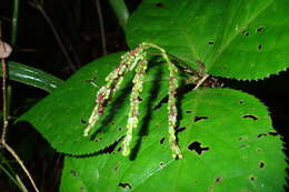 Image of Chloranthus oldhamii Solms