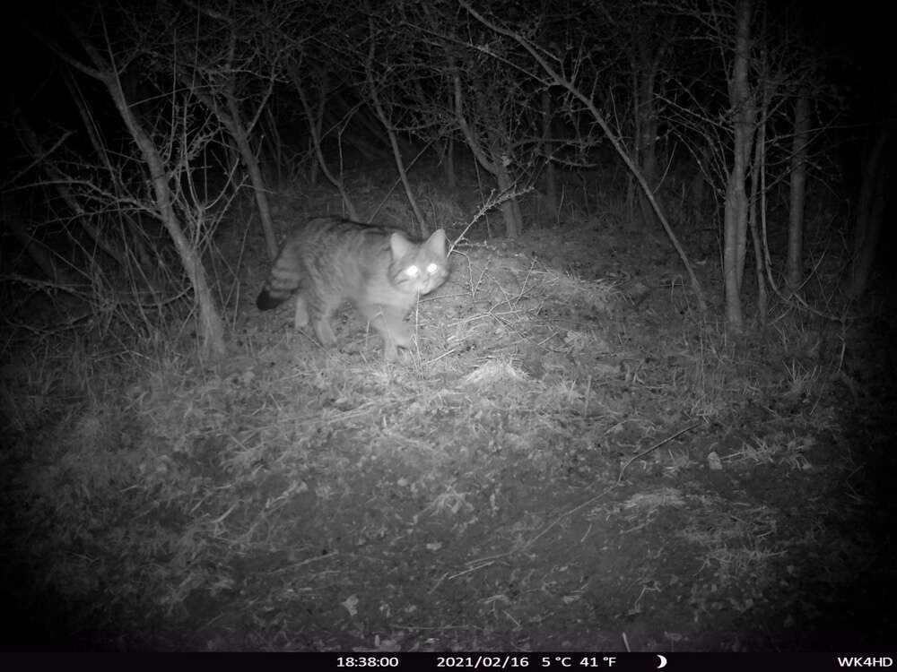 Image of European Wildcat