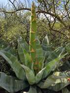 Image of Agave marmorata Roezl