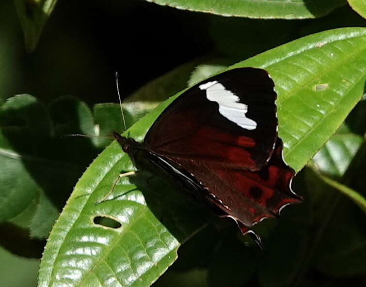 Image of Lasiophila prosymna Hewitson 1857