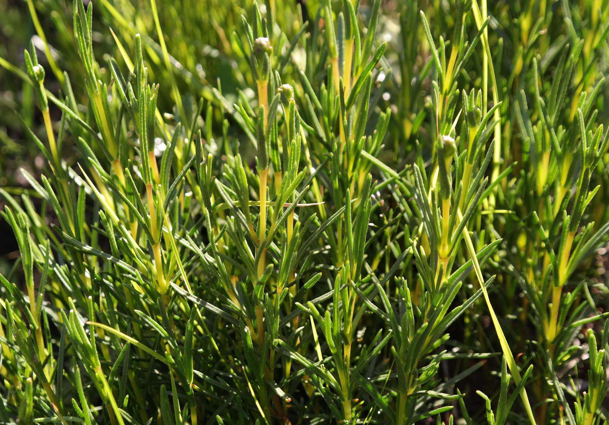 Sivun Pteronia tenuifolia DC. kuva