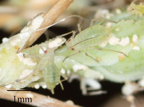 Image of Aphid