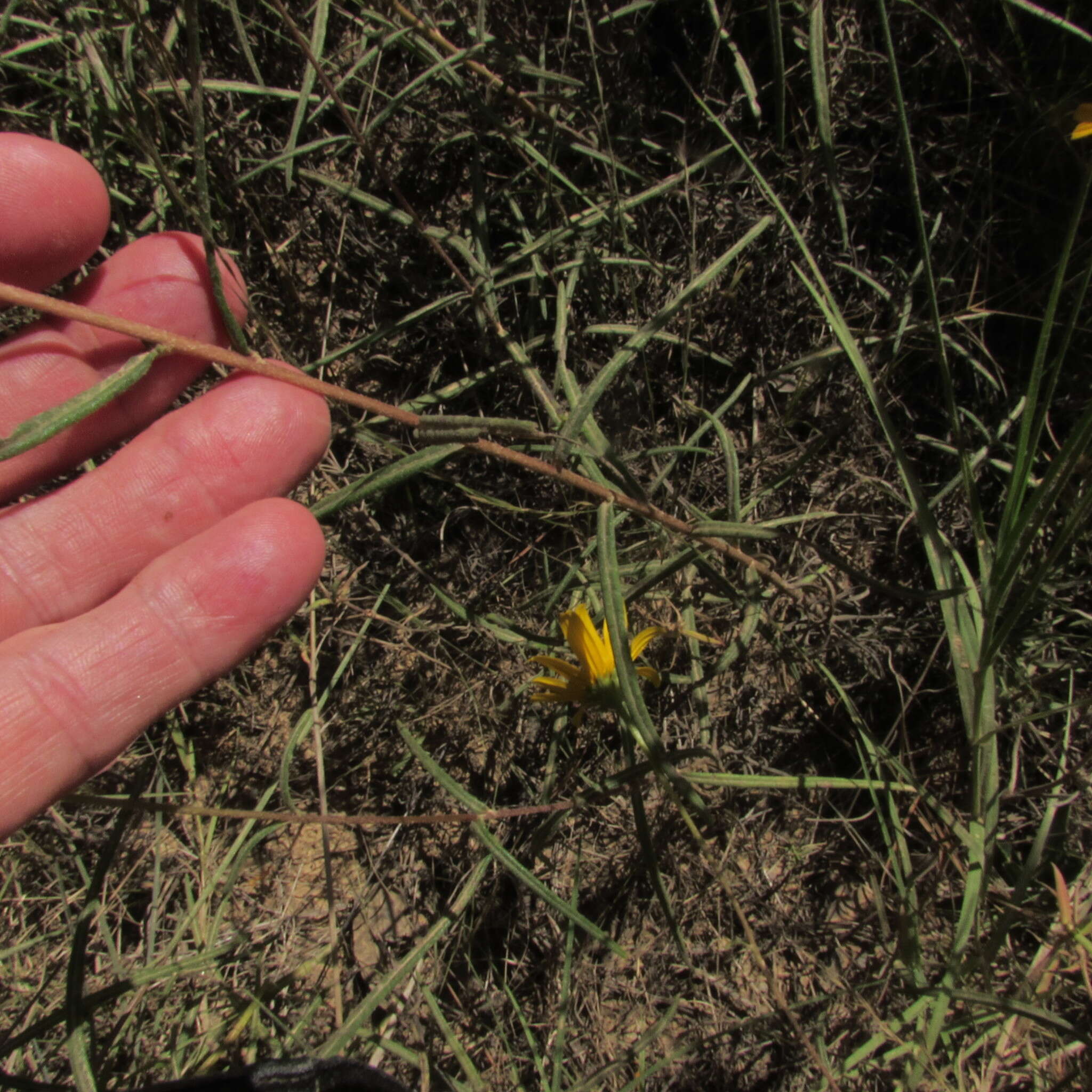 Image of swamp sunflower