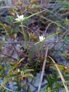 Image of Cyperus niveus Retz.