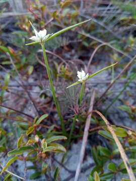 Imagem de Cyperus niveus Retz.