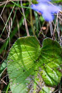 Image of Streptocarpus haygarthii N. E. Brown ex C. B. Clarke