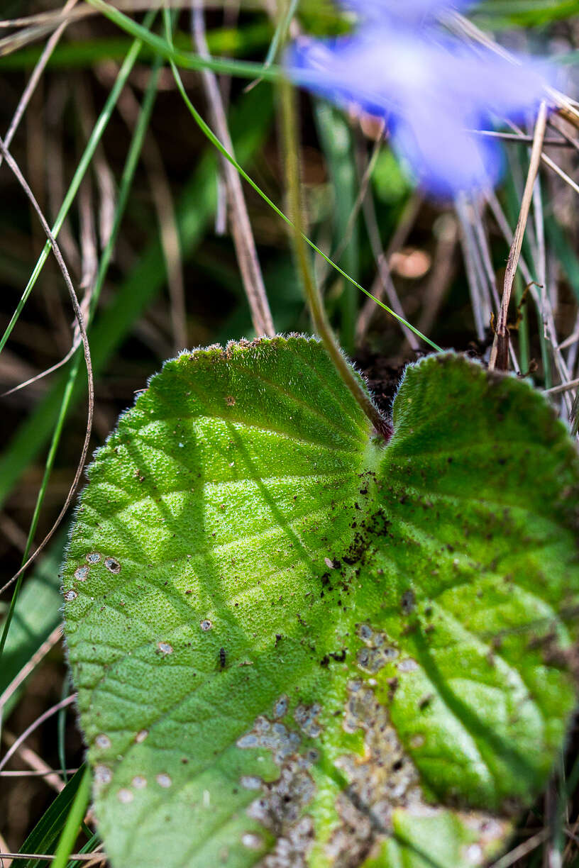 Image of Streptocarpus haygarthii N. E. Brown ex C. B. Clarke