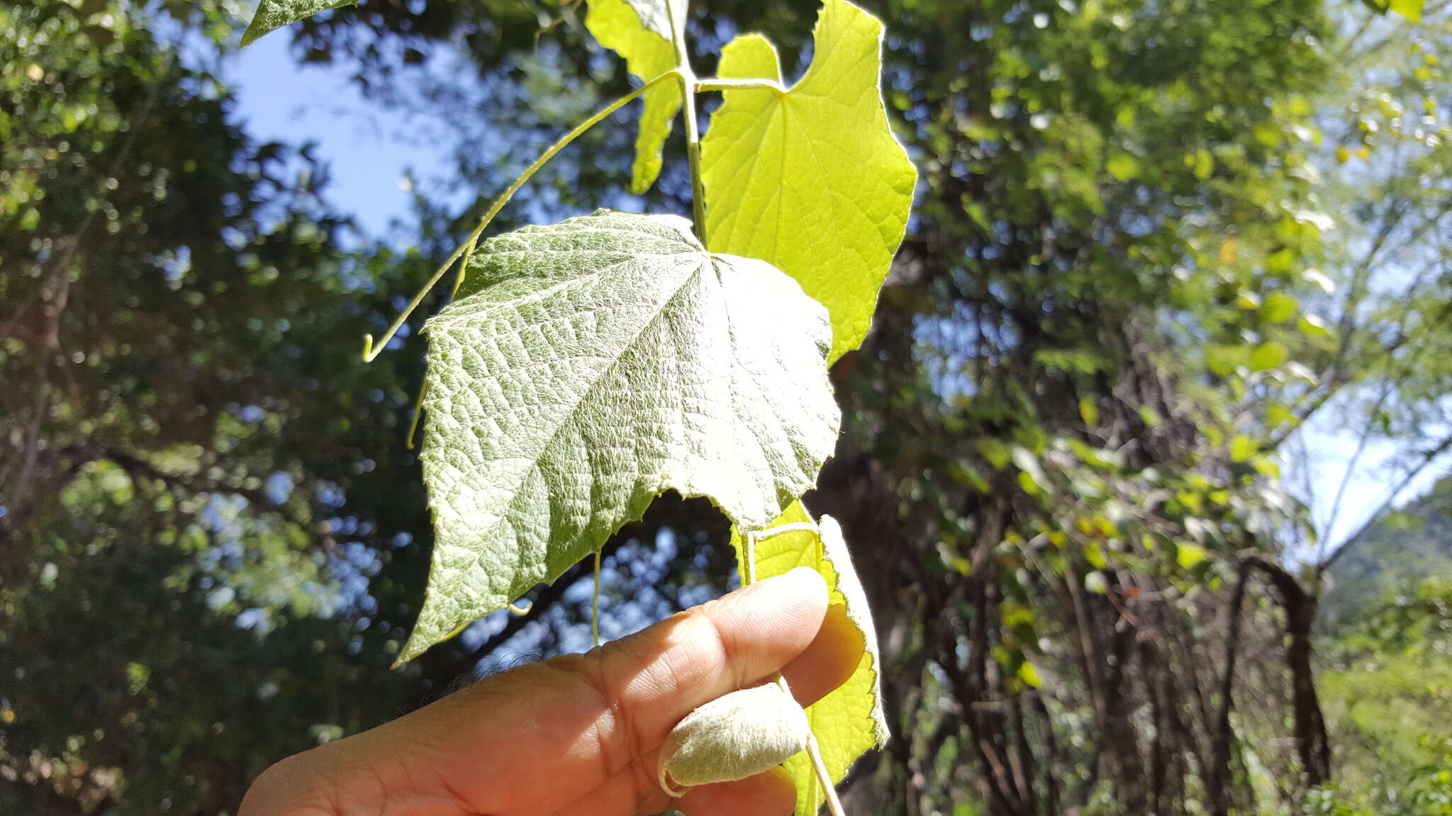 Image of Vitis peninsularis M. E. Jones