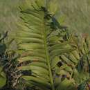 Image of Alexandria Cycad