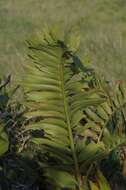 Image of Alexandria Cycad