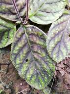 Image of Gloxinia erinoides (DC.) Roalson & Boggan