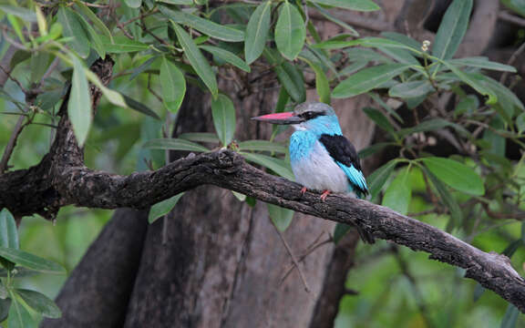 Image of Blue-breasted Kingfisher