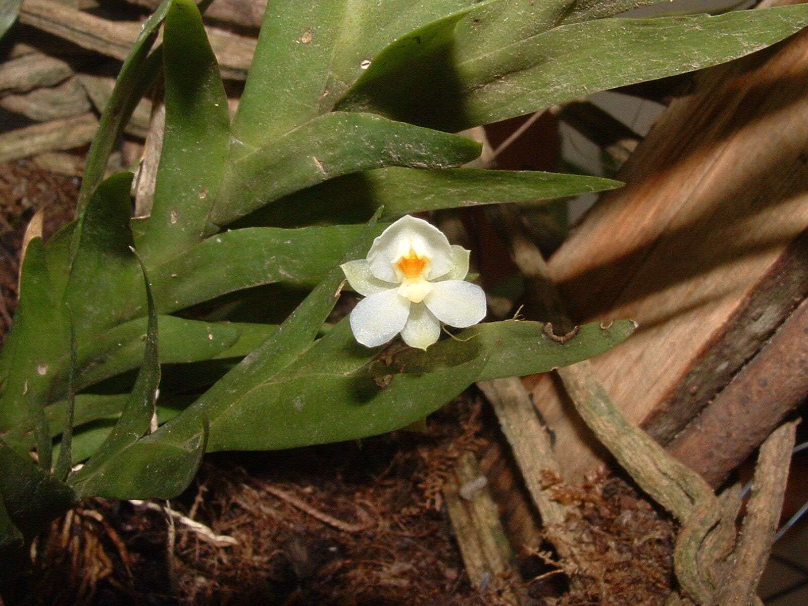 Image of Lockhartia hercodonta Rchb. fil. ex Kraenzl.