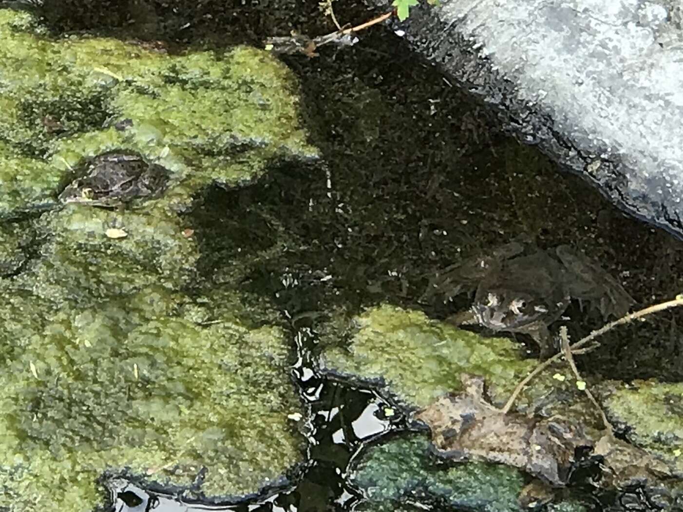 Image of Montezuma Leopard Frog