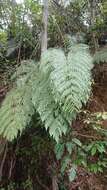 Image of Borneo Golden Fern