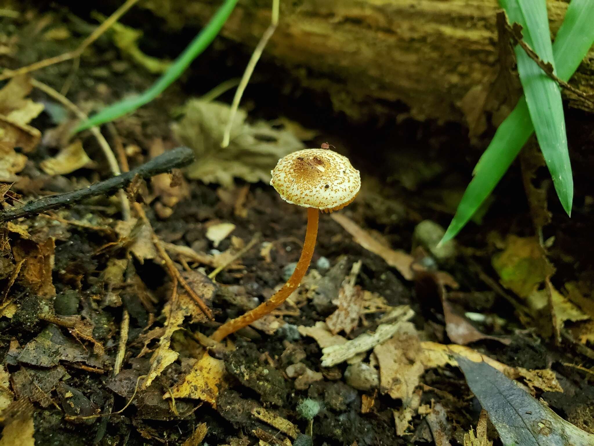 Image of Lepiota castanea Quél. 1881