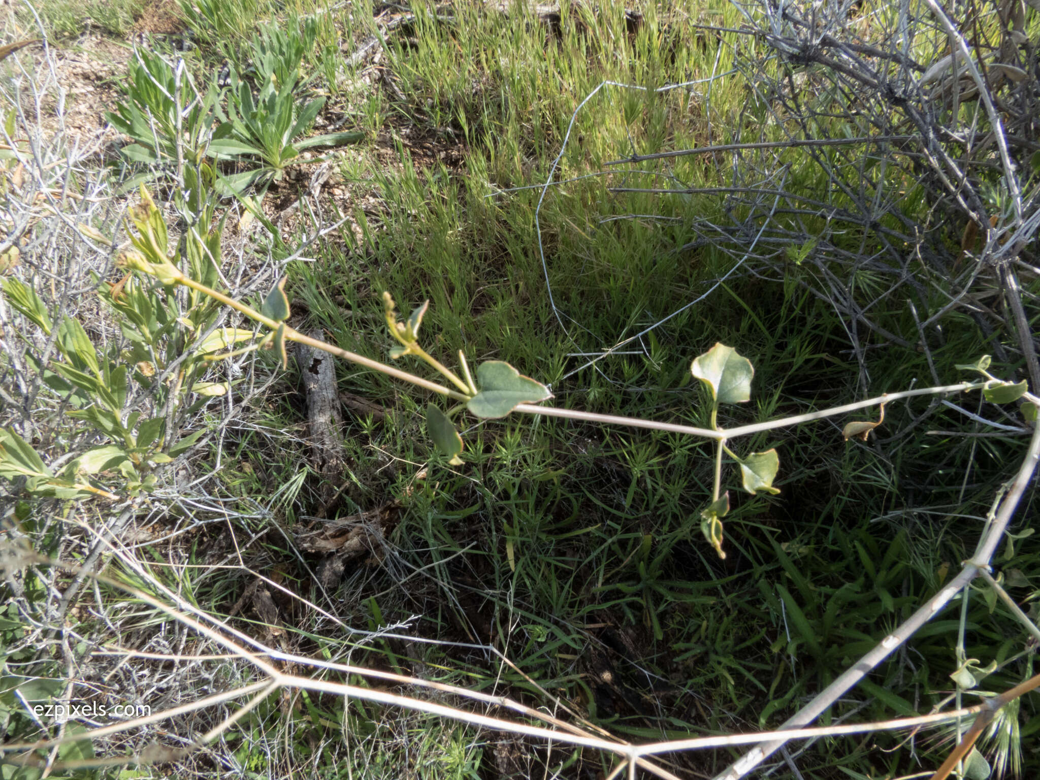 Image of Commicarpus scandens (L.) Standl.