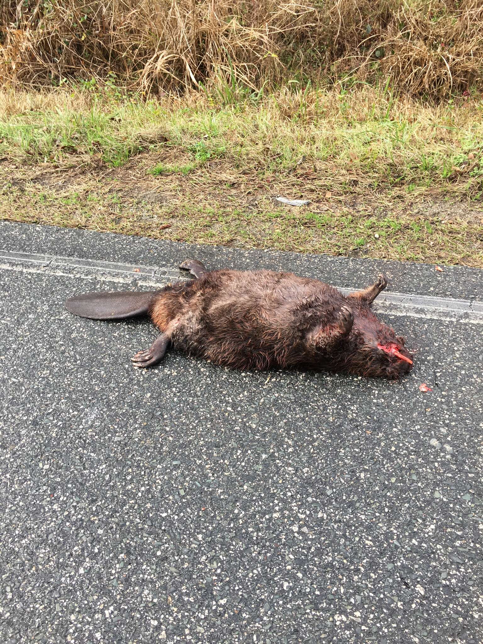 Image of beavers