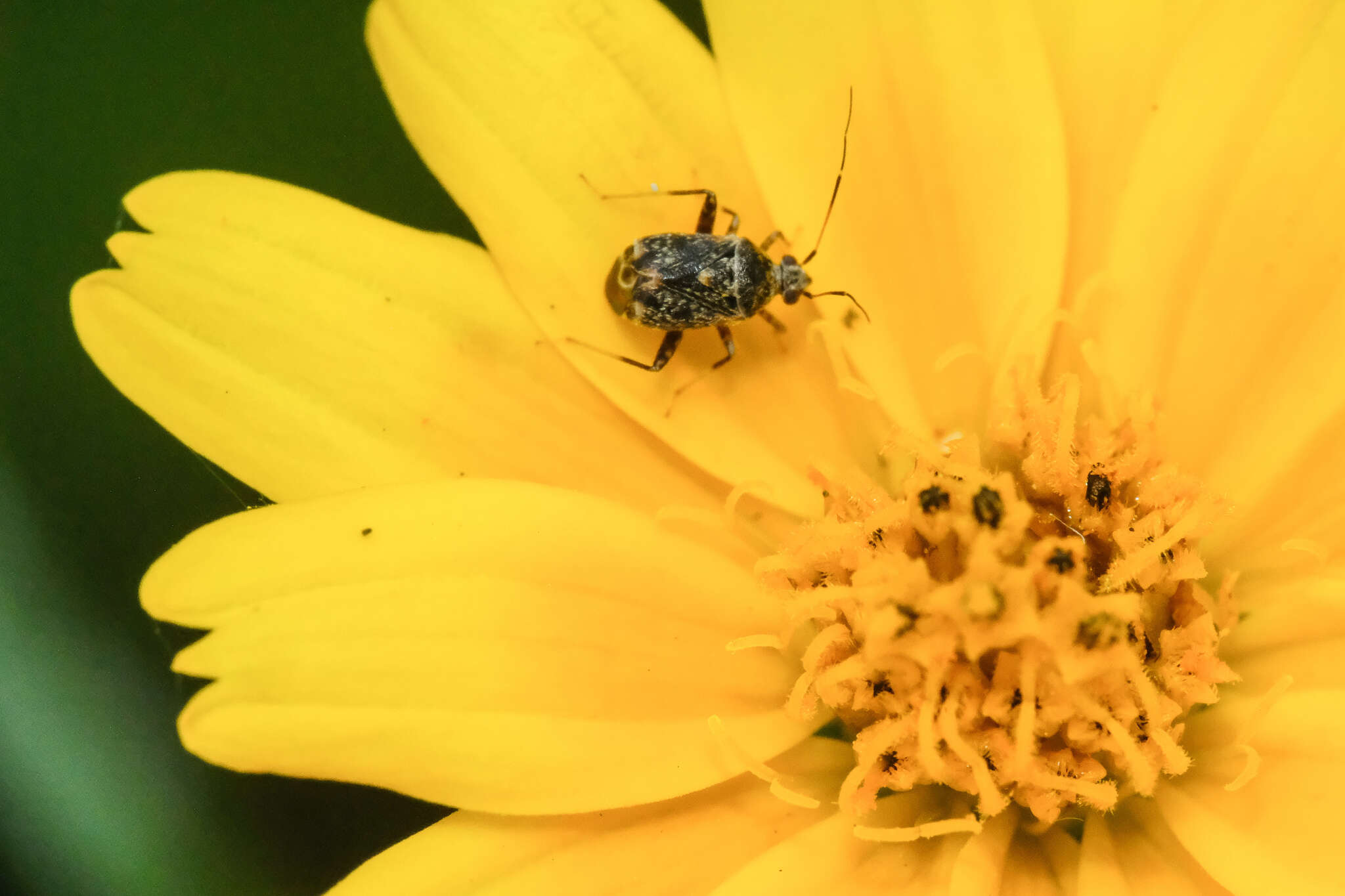 Charagochilus longicornis Reuter 1885 resmi