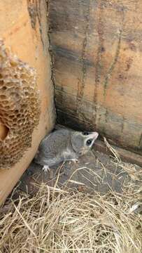 Image of Common Fat-tailed Mouse Opossum