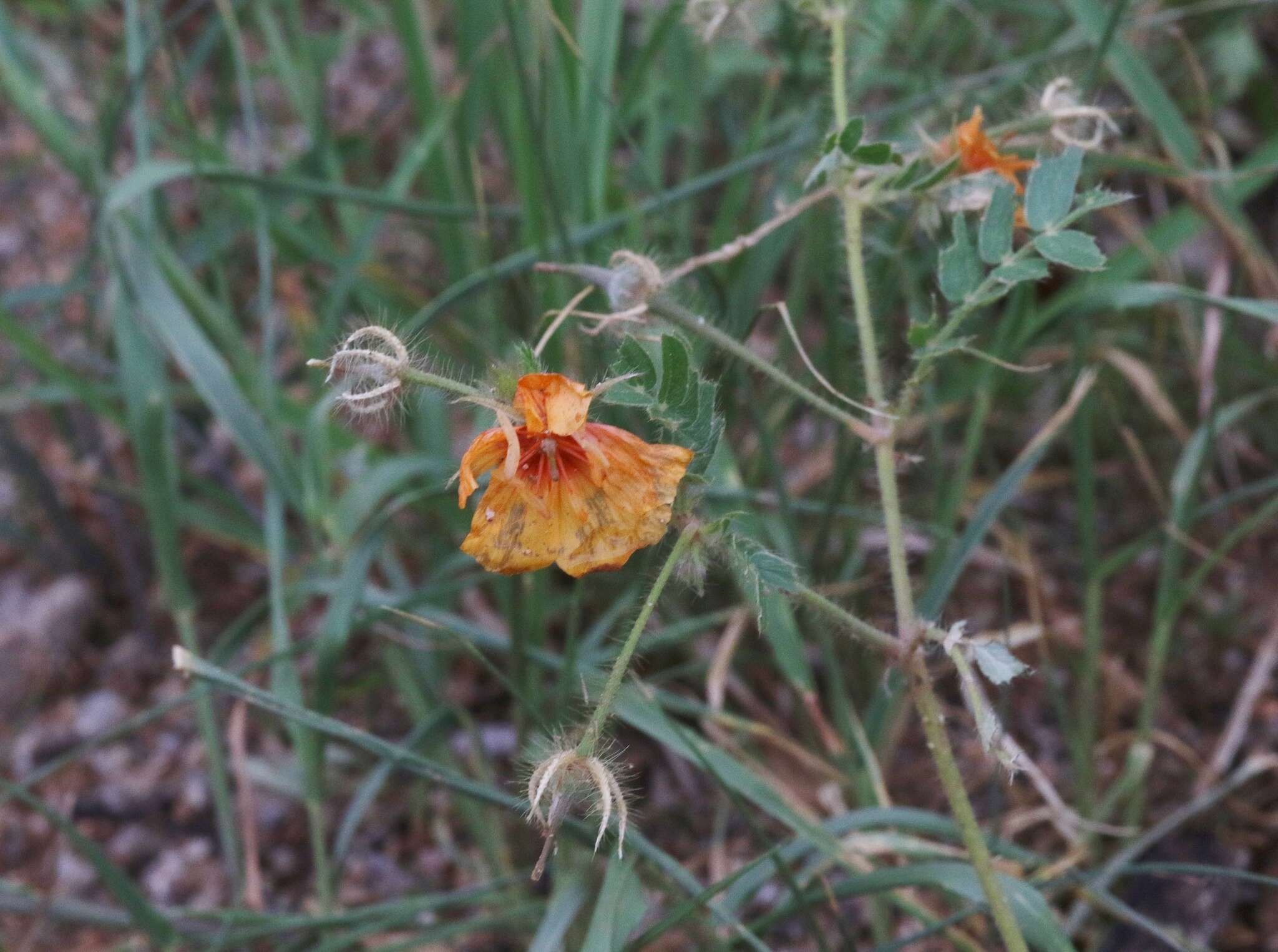 Image of Arizona poppy