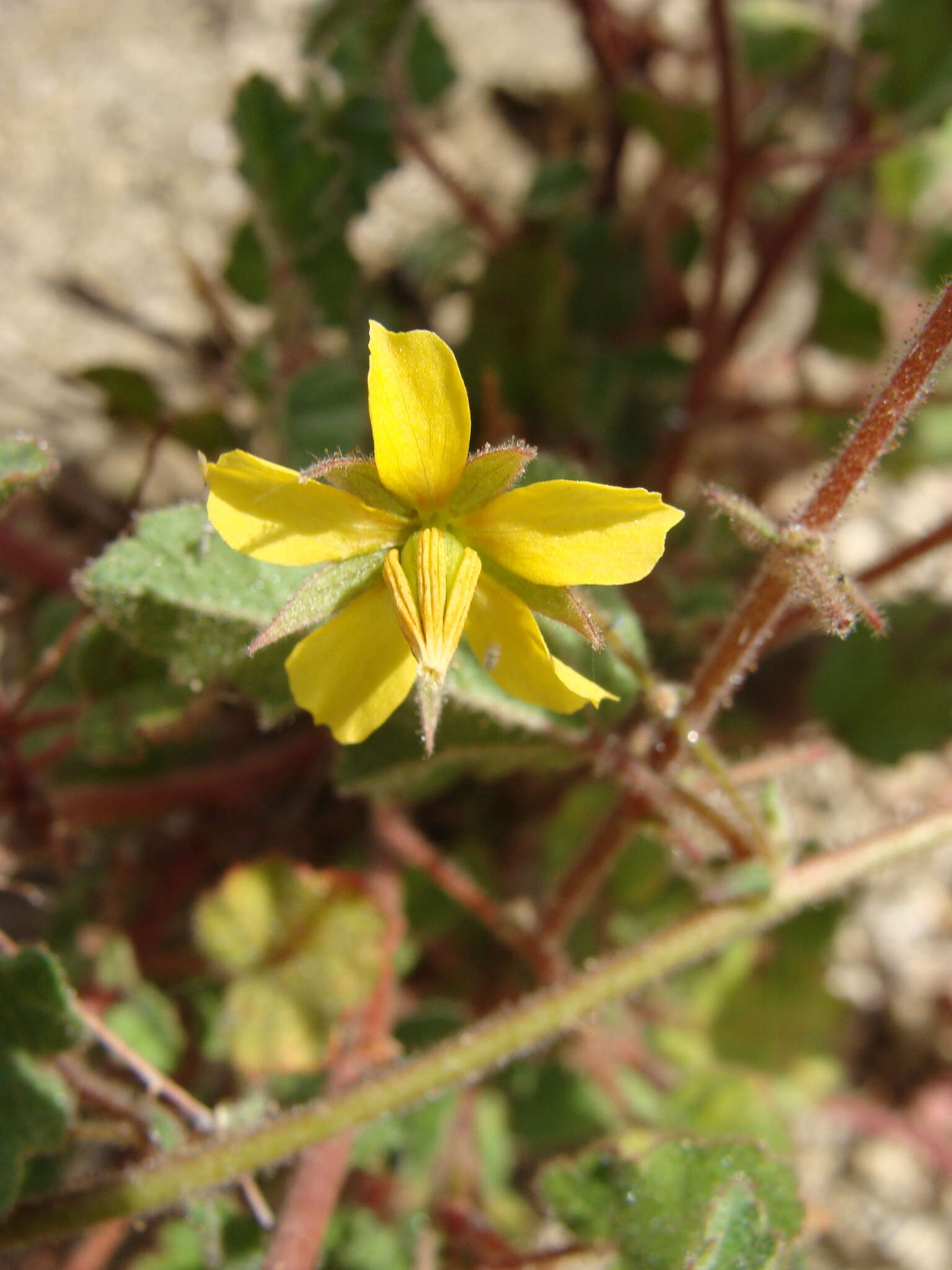 Image of Hermannia palmeri Rose