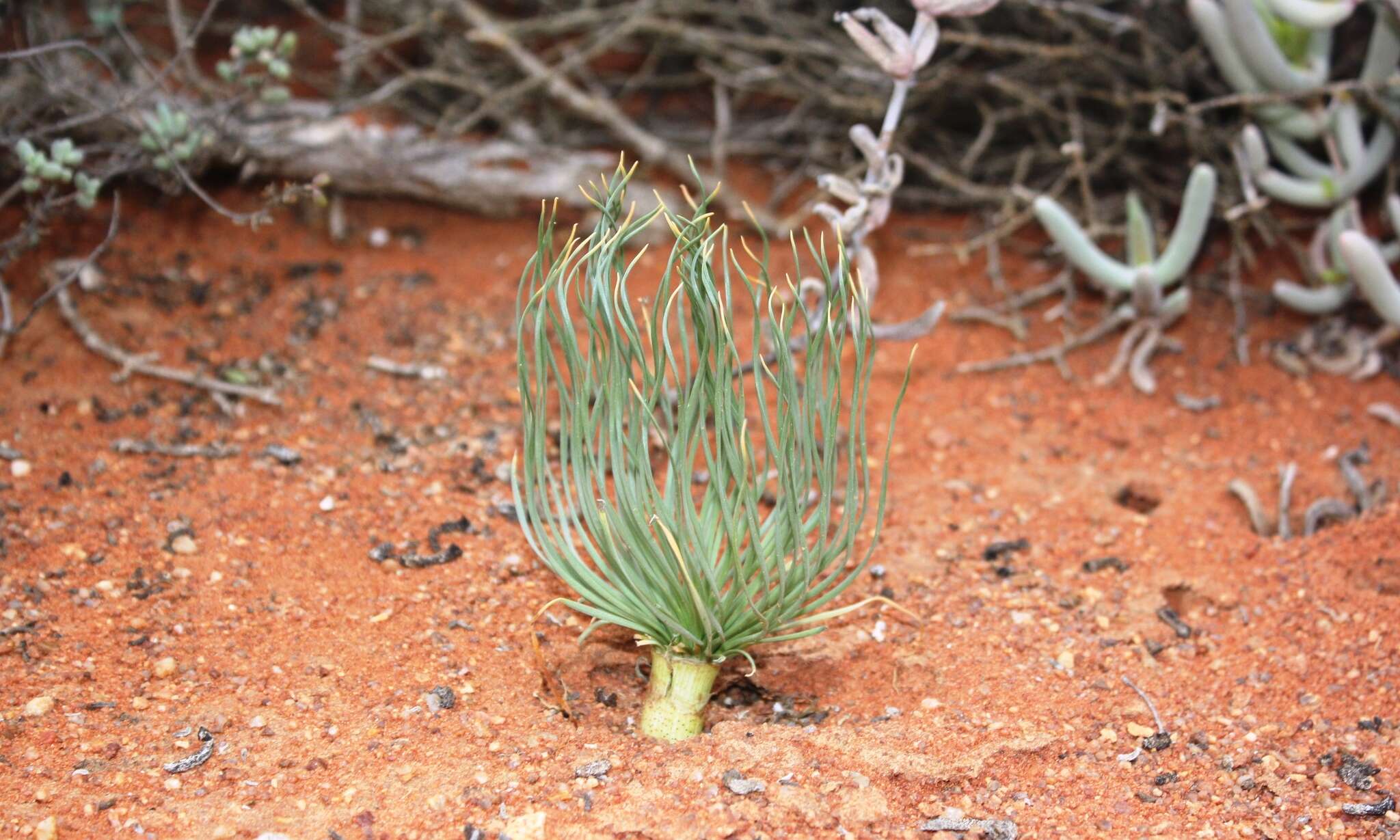 Image de Gethyllis grandiflora L. Bolus