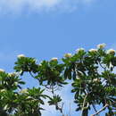 Image of Plumeria bracteata