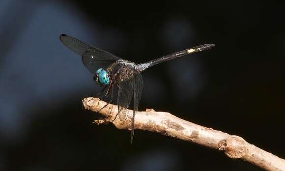 Image of Micrathyria schumanni Calvert 1906