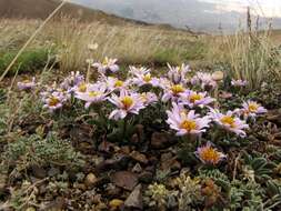 Image of Aster eremophilus Bunge