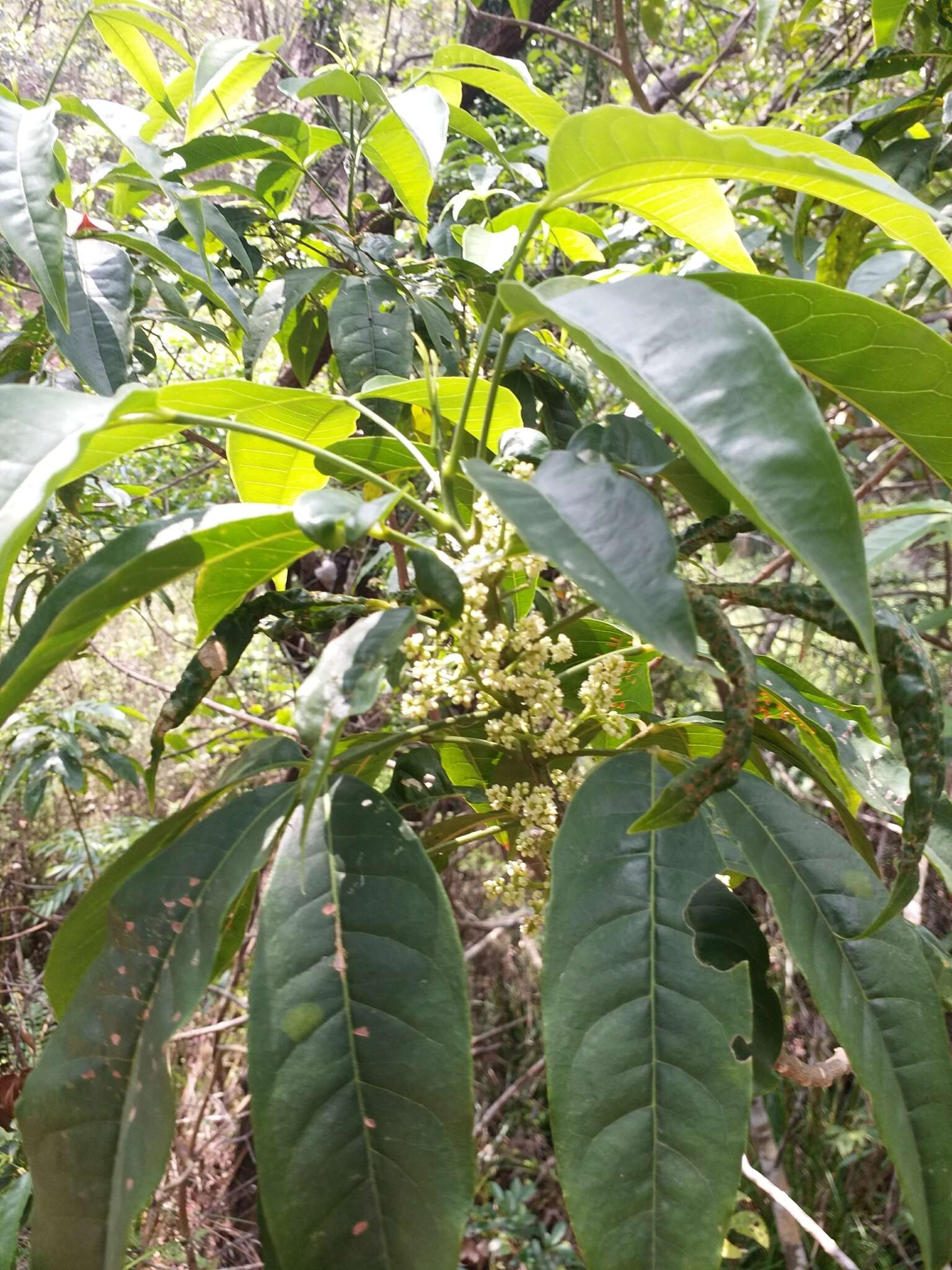 Image of Melicope pteleifolia (Champ. ex Benth.) T. G. Hartley