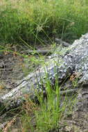 Image of Marsh Flat Sedge