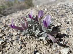 Image of Ash Meadows milkvetch