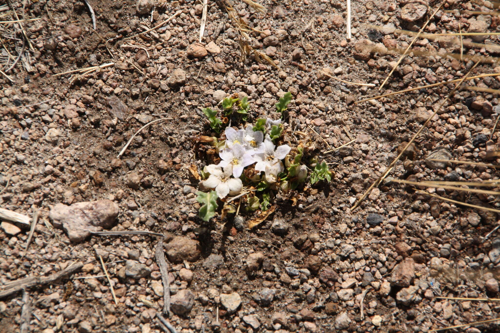 Image of Jaborosa squarrosa (Miers) A. T. Hunziker & G. Barboza