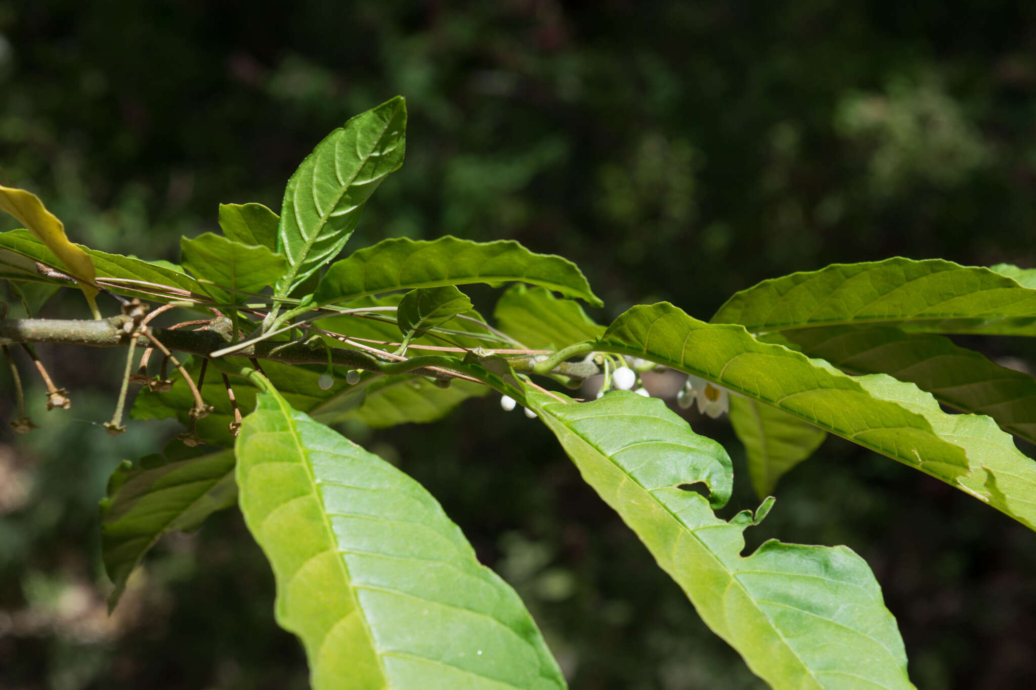 Solanum nigricans Mart. & Gal.的圖片