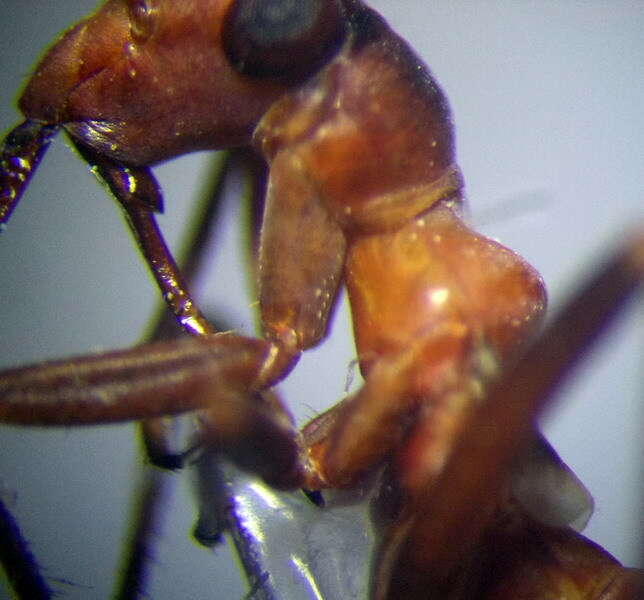 Image of Myrmecoris